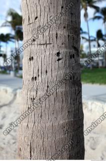 tree palm bark 0001